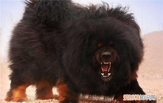 藏獒怎么训练,四个方面教你如何训练藏獒,藏獒训练教程,6个大点要注意