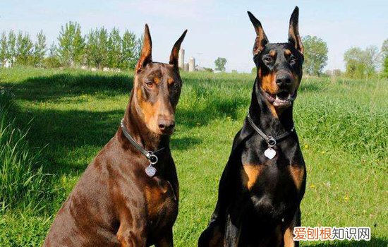 智商前十名的狗，你家狗狗上榜了吗，智商排名第一的狗狗