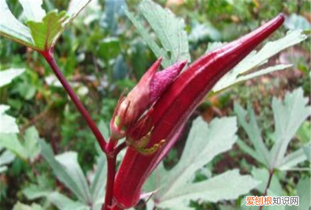 红秋葵的生长发育如何管理