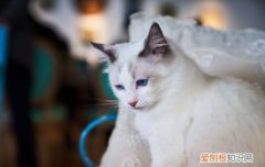 猫不吃猫粮还能吃什么 可以代替猫粮的食物