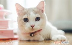 猫可以吃薄荷叶吗 猫能吃普通薄荷叶