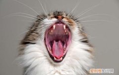 猫有口臭怎么处理 猫咪口臭的去除方法