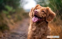 怎么养金毛犬，能不能吃这种基础常识别再错了！，金毛犬不能吃什么?