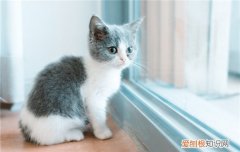 客运大巴可以带猫咪吗 猫咪按照规定不可以坐大巴