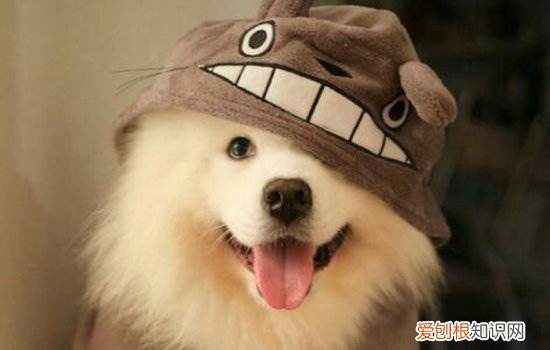 狗狗为什么吃树叶然后呕吐 狗狗吃树叶没事吧