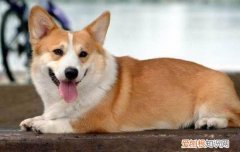 狗狗换毛期什么症状 狗狗换毛期间要注意什么