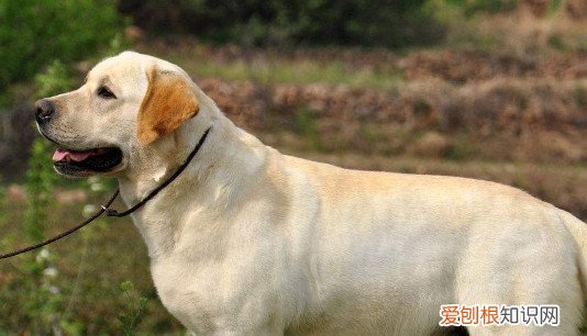拉布拉多吃什么毛色亮 拉布拉多吃了毛色亮的食物