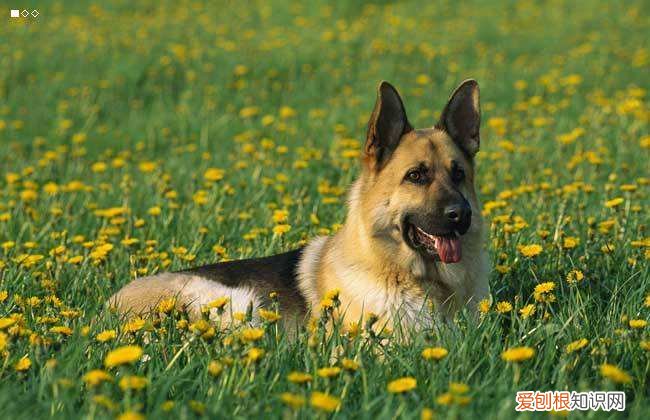 德国牧羊犬有什么特点，这么好的德牧被禁养太可惜！，德国牧羊犬有什么缺点和什么优点