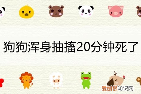 狗狗浑身抽搐20分钟死了是什么病 狗狗浑身抽搐20分钟死了