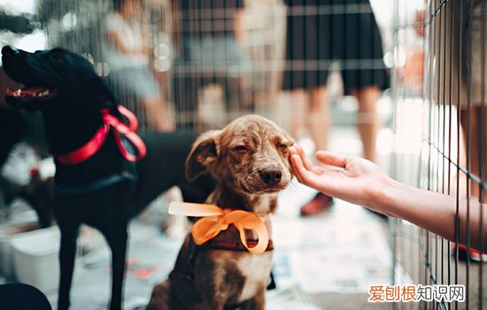 怎么让狗狗进笼子睡觉,实用性技巧科普,狗狗主动进笼子睡觉