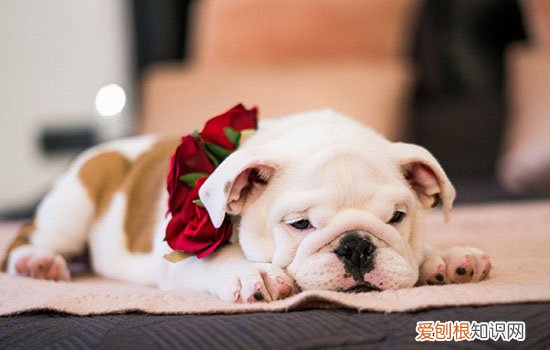 怎么让狗狗进笼子睡觉,实用性技巧科普,狗狗主动进笼子睡觉