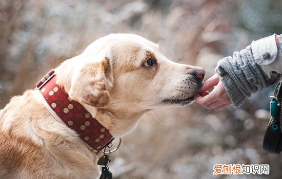 狗狗不训练会听话吗,怎么看你家狗狗需不需要训练,为什么我们家的狗狗不听话如何训练