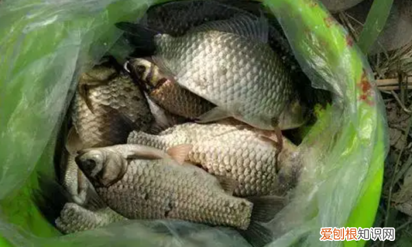 冬天水库钓鲫鱼麦粒配方,秋冬鲫鱼窝料配方大全野钓