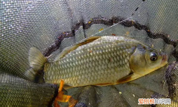 冬天水库钓鲫鱼麦粒配方,秋冬鲫鱼窝料配方大全野钓