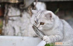 猫吃粽子会拉肚子吗 猫吃粽子会有事吗