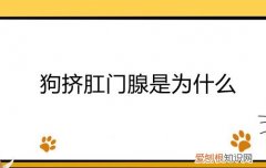 狗挤肛门腺是为什么呢 狗挤肛门腺是为什么