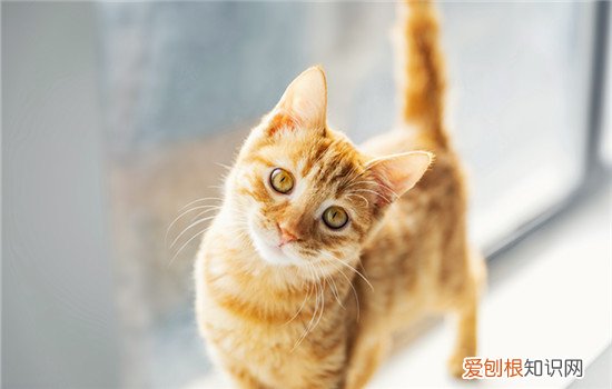猫咪摔了内伤能自愈吗 猫咪摔了内伤不能自愈