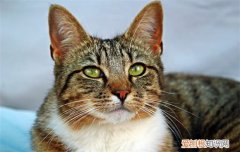 三个月小猫可以吃面包吗 小猫可以吃面包吗