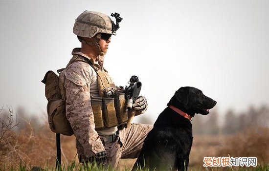 狗狗敏捷性训练方法教程【图】，狗狗敏捷性也需要训练？，活泼的狗狗怎么训练