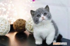 小猫20天了可以吃什么 小猫20天可以吃的东西