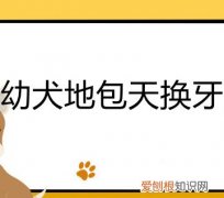 幼犬牙齿地包天怎么办? 幼犬地包天换牙后会改善吗