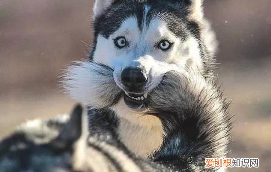 哈士奇大小便训练，定点大小便训练手册，怎么训练哈奇士大小便