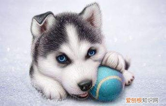 哈士奇大小便训练，定点大小便训练手册，怎么训练哈奇士大小便