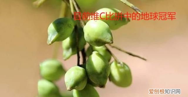 哪些水果里富含维生素c 哪些水果含有维生素c多