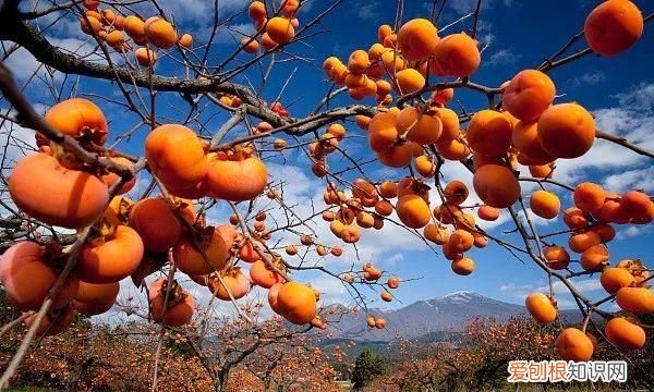 果蔬带皮吃好吗 这些蔬菜水果带皮吃会中毒?