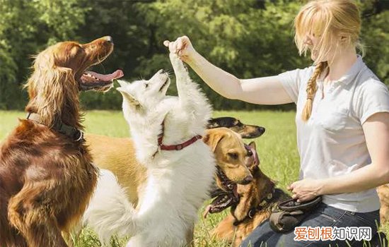 狗狗的社会化训练重要吗，如何训练狗狗的社会化，如何对狗狗进行社会化训练
