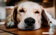 狗狗大小便怎么训练，绅士狗狗养成手册，小狗狗要怎么训练大小便