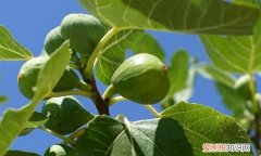 健脾润肺的无花果,孩子应该怎么吃呢