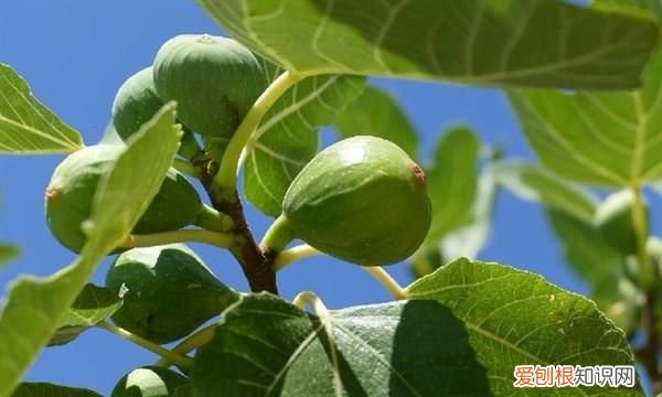 健脾润肺的无花果,孩子应该怎么吃呢