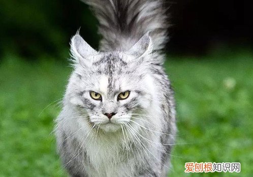 缅因猫智商相当于人类几岁 缅因猫智商相当于人类2~3岁