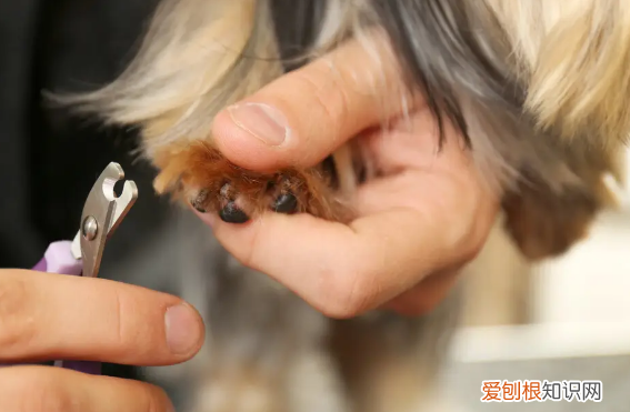 给狗剪指甲要注意什么 给狗剪指甲应该剪到什么程度
