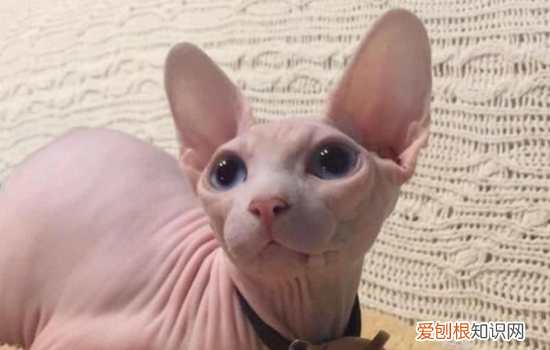 不长毛的猫叫什么名字 不长毛的猫是什么品种