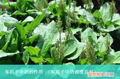 车前子中药百度百科 车前子中药的作用