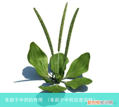 车前子中药百度百科 车前子中药的作用