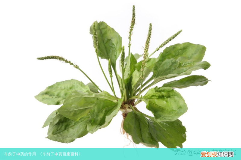 车前子中药百度百科 车前子中药的作用