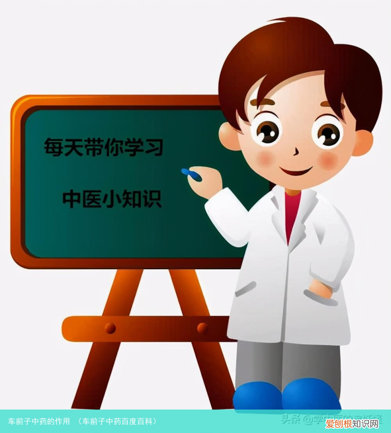 车前子中药百度百科 车前子中药的作用