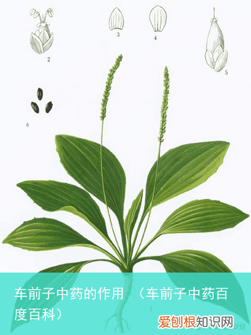 车前子中药百度百科 车前子中药的作用