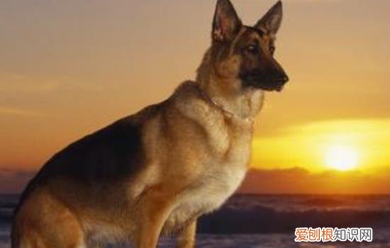 德牧在东北冬天会不会冷 德牧怕冷吗冬天