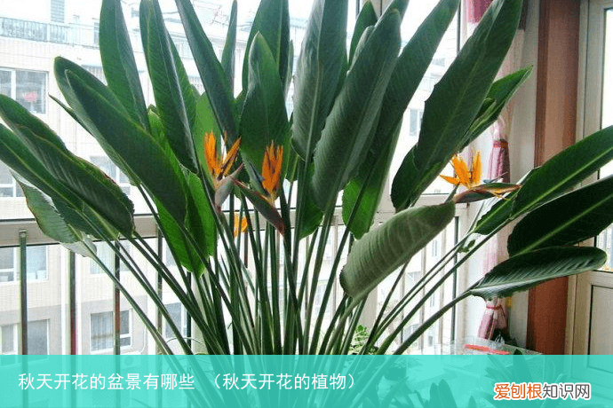 秋天开花的植物 秋天开花的盆景有哪些