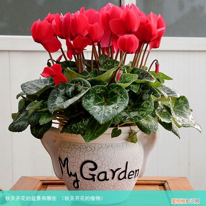 秋天开花的植物 秋天开花的盆景有哪些