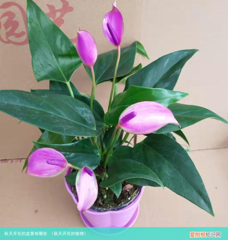 秋天开花的植物 秋天开花的盆景有哪些