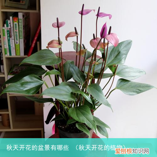 秋天开花的植物 秋天开花的盆景有哪些