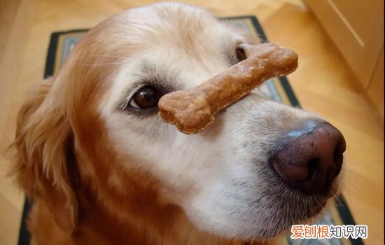 如何训练狗狗拒食生人食物，训练四部曲，狗的拒食训练