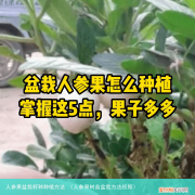 人参果树苗盆栽方法视频 人参果盆栽籽种种植方法