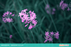 紫娇花的种子长什么样 紫娇花观赏特性