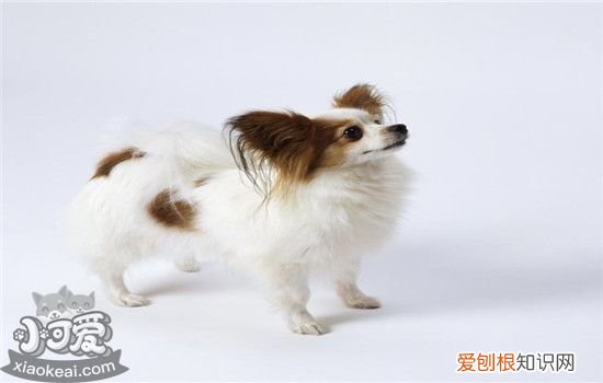 狗狗不进笼子怎么办,这样做让它爱上关门,狗狗不肯关在狗笼怎么办